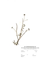 藏品(鱧腸)的圖片